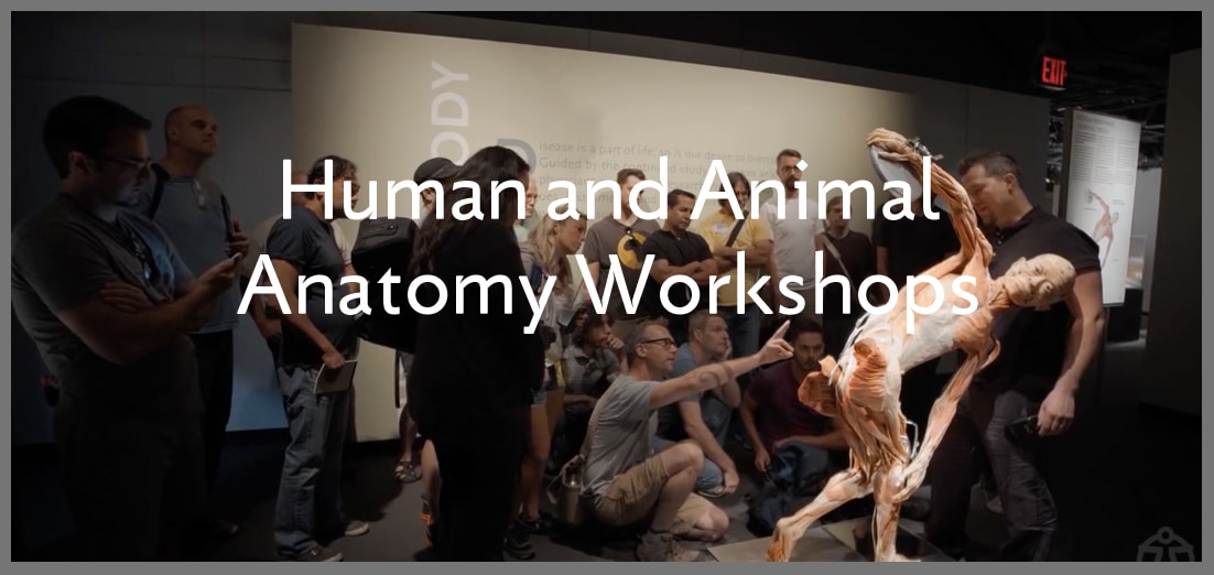 Human and Animal Anatomy Workshops